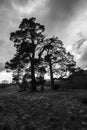 Ardvasar, Scotland - evening at the start of the trail to Craig Meagaidh - in the Highlands of Scotland