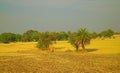 Area around Nagpur, India. Dry foothills with orchards farmers gardens