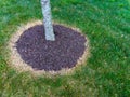 Area around a tree trunk treated with weed killer Royalty Free Stock Photo