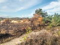 Area of Chobham common after a fire Royalty Free Stock Photo