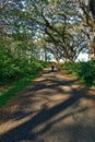 the area covered with old trees is large and neatly arranged. These trees are not very tall, but quite shady.