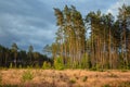 Area of deforestation of vegetation in the pine forest. Vast empty fields by the forest. Concept of forest felling, wood problem,