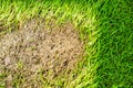 area of dry grass can not grow, something cover this and do not has sun light Royalty Free Stock Photo