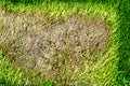 area of dry grass can not grow, something cover this and do not has sun light Royalty Free Stock Photo