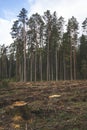 The area of felled forest. Cutted trees. Pine forest area