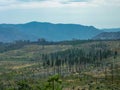 Area of forest destroyed by wild fire in the Little Yosemite Valley, Yosemite National Park, California, USA