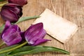 Area of fresh tulips and card Royalty Free Stock Photo