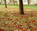 Trees at park, with autumn leaves covering the grass