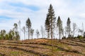 Area of illegal cutting of vegetation growing in the forest Royalty Free Stock Photo