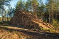 Area of illegal deforestation of vegetation in the forest. Cut t Royalty Free Stock Photo