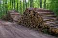 Area of illegal deforestation of vegetation in the forest. Cut the tree and wooden trunks from the forest. A pile of cut wood near Royalty Free Stock Photo