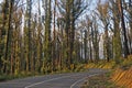 The area of Kinglake Victoria,one of the worst hit bushfire regions.