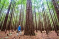 Viewing the Redwoods - Rotorua Royalty Free Stock Photo