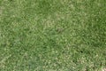 An area of short, mown grass in a yard, garden, or park. Green grass for background