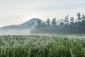 Area in Suoi Tia near Ho Tuyen Lam lake, Da Lat city, Vietnam