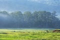 Area in Suoi Tia near Ho Tuyen Lam lake, Da Lat city, Vietnam Royalty Free Stock Photo