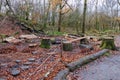 An area of tree cutting and maintenance in Scotlands Forrests