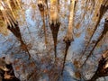 Areal Reflections in a Cypress Dome