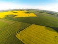 Areal view of blooming raps field Royalty Free Stock Photo