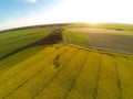 Areal view of blooming raps field Royalty Free Stock Photo