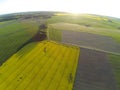 Areal view of blooming raps field Royalty Free Stock Photo
