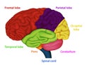 Areas of the human brain ,medical illustration on white background