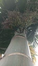 the Areca Batara tree blooms Royalty Free Stock Photo