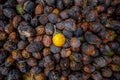 An areca betel nut standing out among of Raw betel nuts, the benefits of herbal medicine and dye. Top view