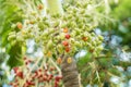Areca or betel palm nut in the park. Royalty Free Stock Photo