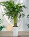 Areca Cane palm Dypsis lutescens, golden cane palm plant