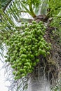 Areca catechu Areca nut palm, Betel Nuts Royalty Free Stock Photo