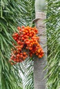 Areca catechu Areca nut palm, Betel Nuts Royalty Free Stock Photo