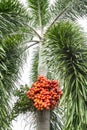 Areca catechu Areca nut palm, Betel Nuts All bunch into large clustered, hanging down Royalty Free Stock Photo