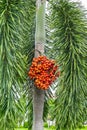 Areca catechu Areca nut palm, Betel Nuts All bunch into large clustered, hanging down Royalty Free Stock Photo