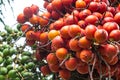 Areca catechu Areca nut palm, Betel Nuts All bunch into large clustered, hanging down Royalty Free Stock Photo