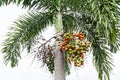 Areca catechu Areca nut palm, Betel Nuts ; showing produce on high tree. The ripe fruits, round, orange Royalty Free Stock Photo