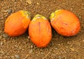The Areca catechu nuts. Royalty Free Stock Photo