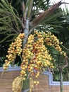 Areca catechu or Pinang palm or Betel palm tree.