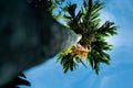 Areca catechu is a species of palm which grows in much of the tropical Pacific, Asia, with blue sky background