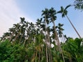 Beautiful view of Areca catechu plantation in kerala,India.