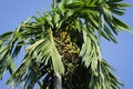 Areca catechu tree / Hildegard Puwak tree Royalty Free Stock Photo