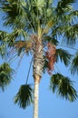 Areca catechu tree Royalty Free Stock Photo