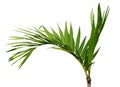 Areca catechu Tree Royalty Free Stock Photo