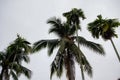 Areca catechu Areca nut palm, Betel Nuts and coconut tree, grow on same place Royalty Free Stock Photo