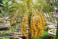 Areca nut or areca catechu on tree Royalty Free Stock Photo