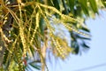 Areca nut, Areca nut palm or Areca palm or Betel nut palm or Betel Nuts or Areca catechu L or ARECACEAE or PALMAE or PALMACEAE or