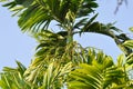 Areca nut, Areca nut palm or Areca palm or Betel nut palm or Betel Nuts or Areca catechu L or ARECACEAE or PALMAE or PALMACEAE or Royalty Free Stock Photo