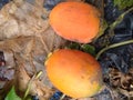 Areca nut that is old is orange in color