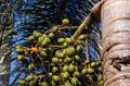 Areca nut palm, Betel Nuts, Betel palm Areca catechu hanging on its tree Royalty Free Stock Photo