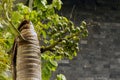 Areca nut palm fruits, Betel Nuts, Betel palm (Areca catechu) hanging on its tree Royalty Free Stock Photo